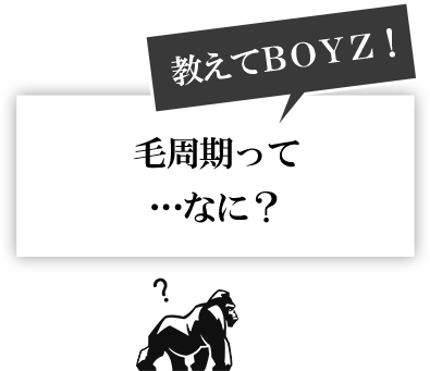 教えてBOYZ!毛周期って…なに?
